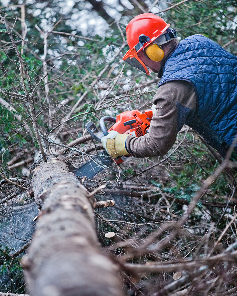 Arborist Service Tree Service Sacramento